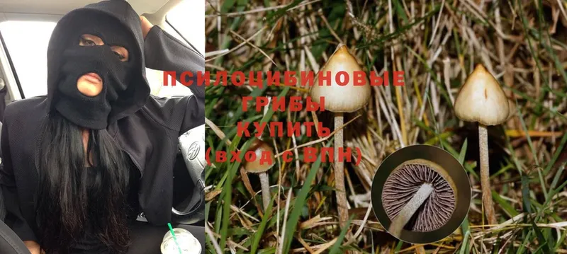 хочу   Омск  Псилоцибиновые грибы MAGIC MUSHROOMS 